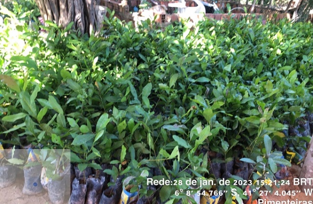 Municpio de Assuno do Piau recebe doao de mudas nativas do projeto social Plante uma rvore e salve o planeta
